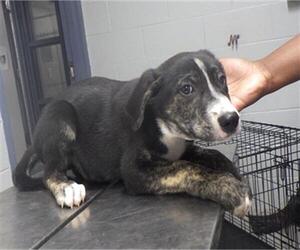 Labrador Retriever Dogs for adoption in Augusta, GA, USA