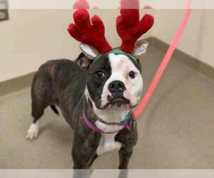 American Bulldog Dogs for adoption in Aurora, CO, USA