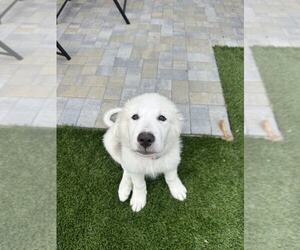 Great Pyrenees Dogs for adoption in MIDWAY, UT, USA