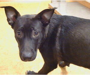 Mutt Dogs for adoption in Sacramento, CA, USA