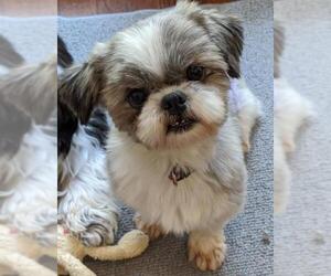 Shih Tzu Dogs for adoption in Greensboro, NC, USA