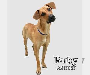 Black Mouth Cur Dogs for adoption in Conroe, TX, USA