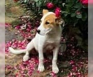 Labrador Retriever-Unknown Mix Dogs for adoption in Scottsboro, AL, USA