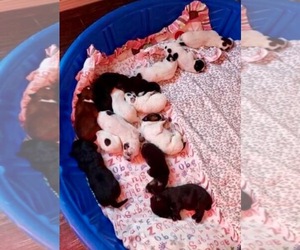 Basset Hound-Labrador Retriever Mix Dogs for adoption in Los Angeles, CA, USA