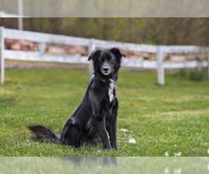 Border-Aussie Dogs for adoption in Landenberg, PA, USA