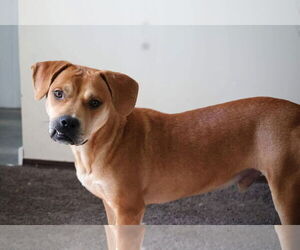 American Pit Bull Terrier-Unknown Mix Dogs for adoption in Germantown, OH, USA
