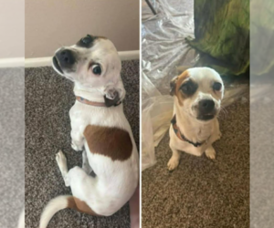 Chihuahua-Unknown Mix Dogs for adoption in Cranston, RI, USA