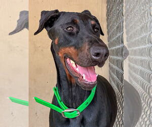 Doberman Pinscher Dogs for adoption in Devine, TX, USA