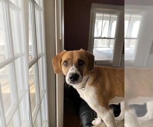 Brittany Dogs for adoption in Newaygo, MI, USA