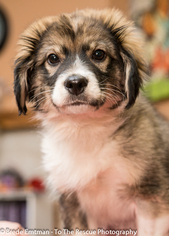 Sheprador Dogs for adoption in Anchorage, AK, USA
