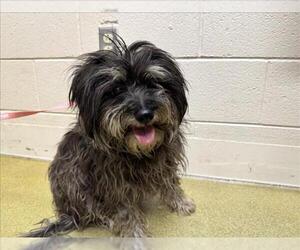 Mutt Dogs for adoption in Moreno Valley, CA, USA