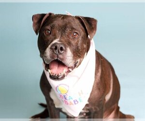 American Staffordshire Terrier-Boxer Mix Dogs for adoption in Fort Lauderdale, FL, USA