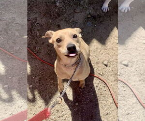 Rhodesian Ridgeback-Unknown Mix Dogs for adoption in Santa Clarita, CA, USA