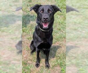 Shepradors Dogs for adoption in Akron, OH, USA