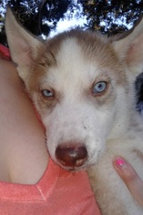 Alaskan Husky Dogs for adoption in Commerce, GA, USA