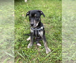 Mutt Dogs for adoption in Sheboygan, WI, USA