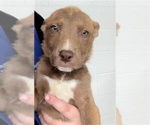 Mutt Dogs for adoption in Houston, TX, USA