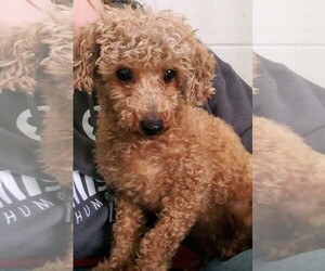 Poodle (Toy) Dogs for adoption in Lake City, MI, USA