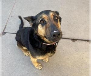 German Shepherd Dog Dogs for adoption in Martinez, CA, USA