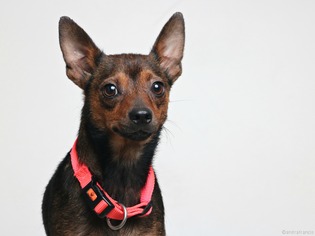 Chipin Dogs for adoption in Eden Prairie, MN, USA