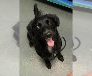 Border-Aussie Dogs for adoption in Ben Wheeler, TX, USA