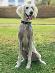 Labradoodle Dogs for adoption in Rancho Santa Margarita, CA, USA