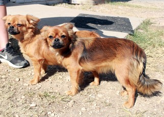 Tibetan Spaniel Dogs for adoption in Waco, TX, USA