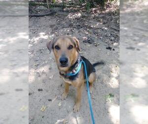 Labrador Retriever Dogs for adoption in Colleyville, TX, USA