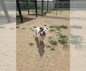 American Pit Bull Terrier Dogs for adoption in Maquoketa, IA, USA