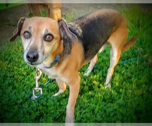 Dachshund-Unknown Mix Dogs for adoption in Rochester, NY, USA