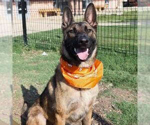 Mutt Dogs for adoption in San Antonio, TX, USA