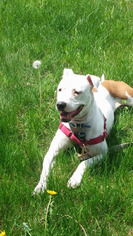 American Staffordshire Terrier-Bulldog Mix Dogs for adoption in Mishawaka, IN, USA