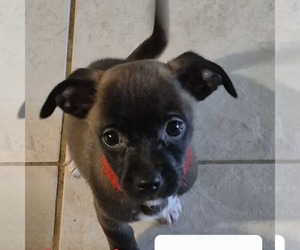 Chihuahua-Unknown Mix Dogs for adoption in Princeton, MN, USA