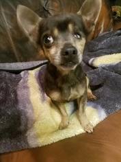 Chihuahua Dogs for adoption in vacaville, CA, USA
