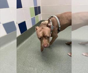 American Pit Bull Terrier-Unknown Mix Dogs for adoption in Plano, TX, USA