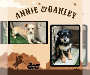 Mutt Dogs for adoption in Lindsay, CA, USA