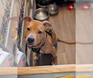 American Pit Bull Terrier-Unknown Mix Dogs for adoption in Wetumpka, AL, USA