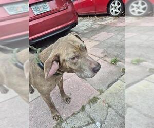 Mutt Dogs for adoption in St. Cloud, FL, USA