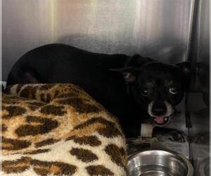 Chihuahua-Unknown Mix Dogs for adoption in San Antonio, TX, USA