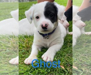 Full screen Photo #1 Beagle-Bull Terrier Mix Puppy For Sale in Genoa City, WI, USA