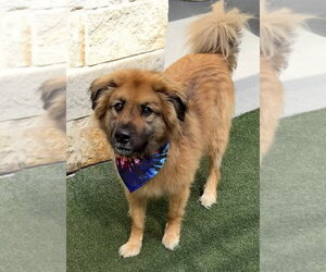 Golden Retriever-Unknown Mix Dogs for adoption in Andover, MN, USA