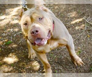 American Pit Bull Terrier Dogs for adoption in Tallahassee, FL, USA