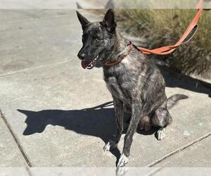 Dutch Shepherd -Unknown Mix Dogs for adoption in Martinez, CA, USA