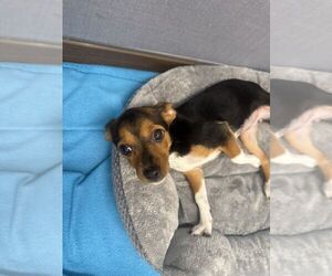 Chihuahua-Unknown Mix Dogs for adoption in Hilton Head, SC, USA