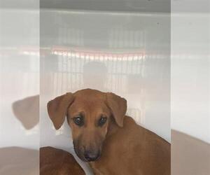 German Shepherd Dog-Unknown Mix Dogs for adoption in Houston, TX, USA