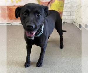 Labrador Retriever-Unknown Mix Dogs for adoption in San Bernardino, CA, USA