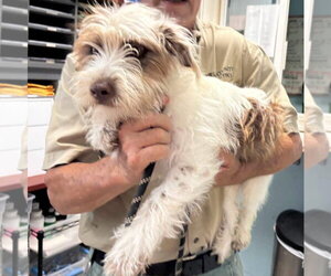 Shih Tzu-Unknown Mix Dogs for adoption in Rustburg, VA, USA