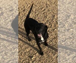 Labrador Retriever-Unknown Mix Dogs for adoption in Glenwood, GA, USA