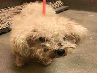 Bichon Frise-Unknown Mix Dogs for adoption in Forestville, MD, USA