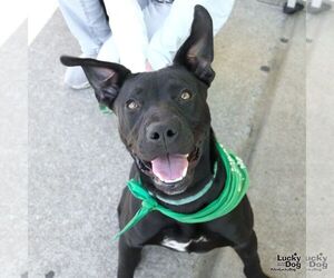 Labrador Retriever-Unknown Mix Dogs for adoption in Washington, DC, USA